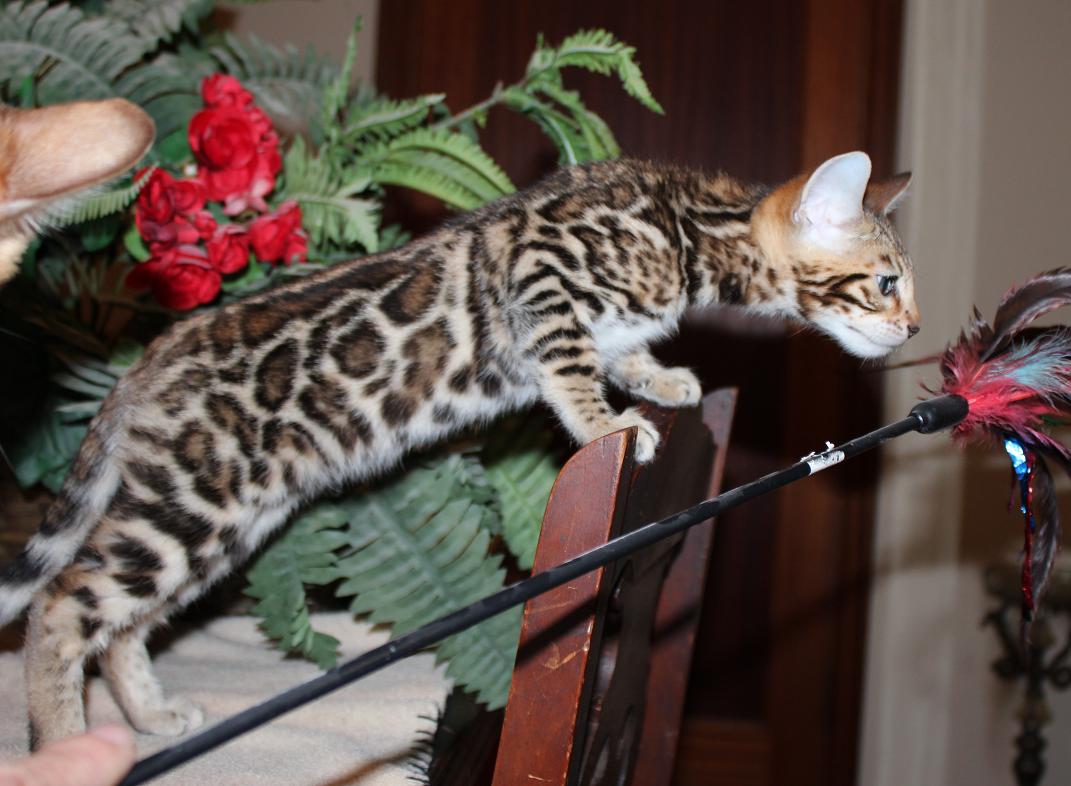 EnchantedTails Bengal Cats Fairy Tale Rose's Available