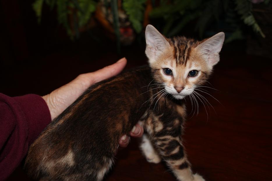 EnchantedTails Bengal Cats Lula Belle's Available