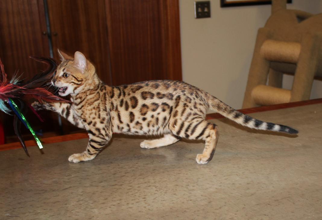EnchantedTails Bengal Cats Wurthwld's Available Purebred