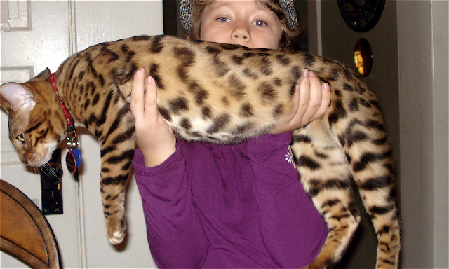 Full Grown Bengal House Cat Heaven Of Pets Full Grown Bengal House Cat Heaven Of Pets